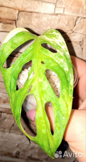 Монстера адансони вариегатная-2