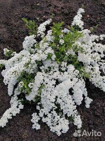 Спирея грефшейм