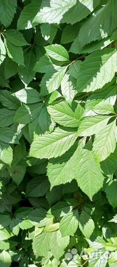 Девичий виноград