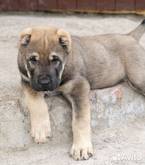 Среднеазиатская овчарка алабай