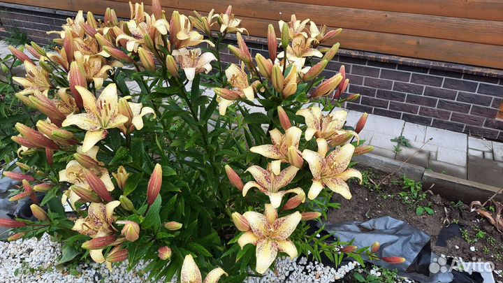 Обмен Лилии