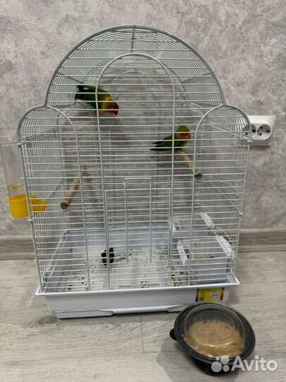 Неразлучники