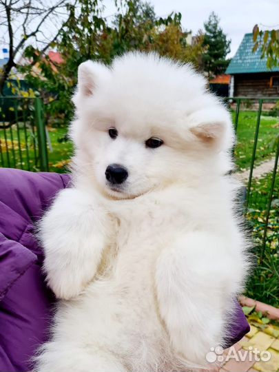 Самоед девочка от титулованных родителей