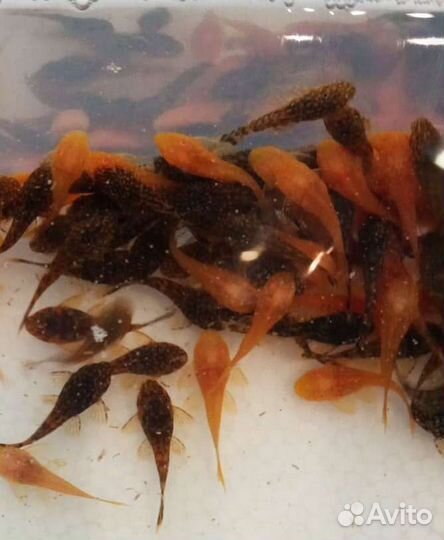 Анциструсы Малек 2,5-3см