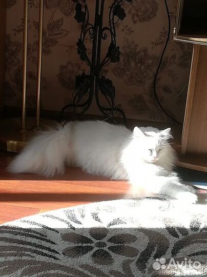 Котик в добрые руки