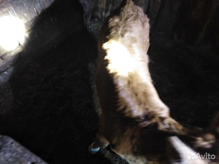 Телята, тёлочки