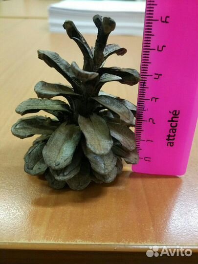 Шишки сосновые