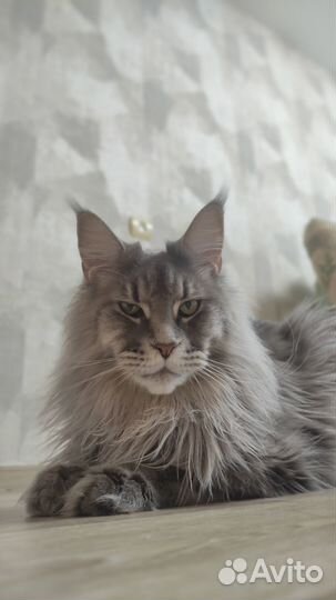 Кот Мейн-кун