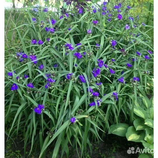 Традесканция садовая