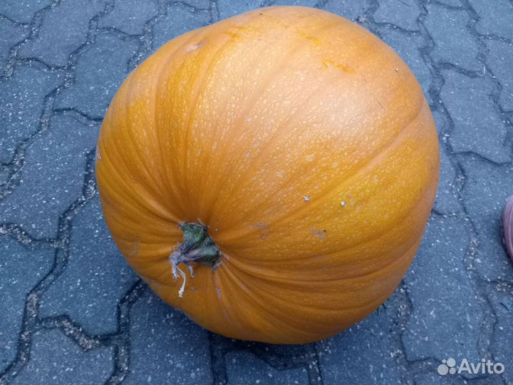 Тыква декоративная