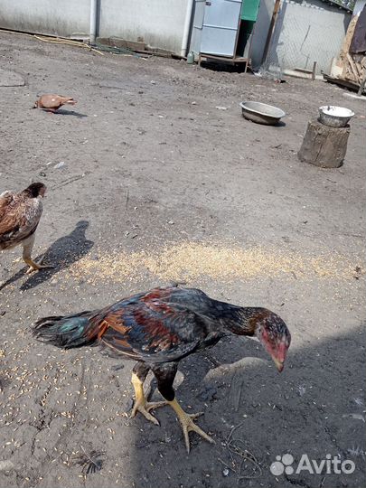 Бойцовые куры