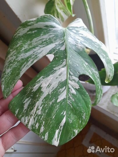 Манстера альба