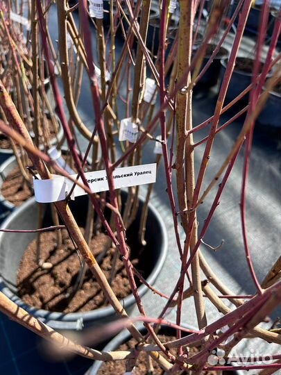 Плодовые деревья (вишня, груша, дюк и др.) окс