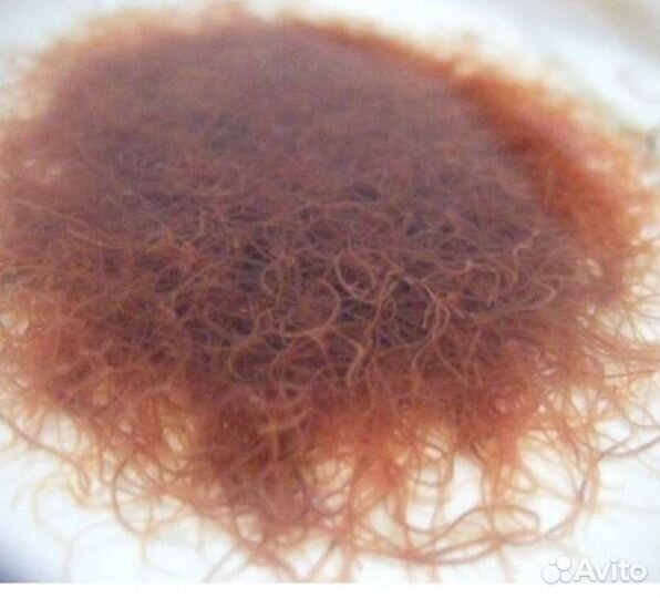 Живые корма для всех видов аквариумных рыб