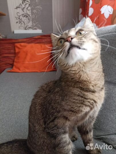 Кошка в дар