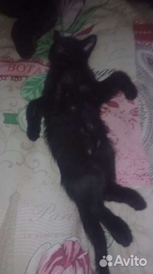 Коты 2 месяца
