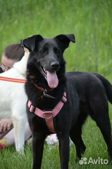 Собака из приюта в добрые руки