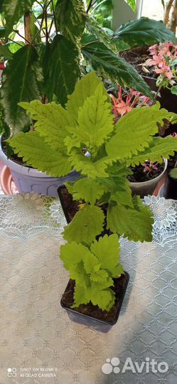 Фикус Диверсифолия, пеларгония, пиперомия