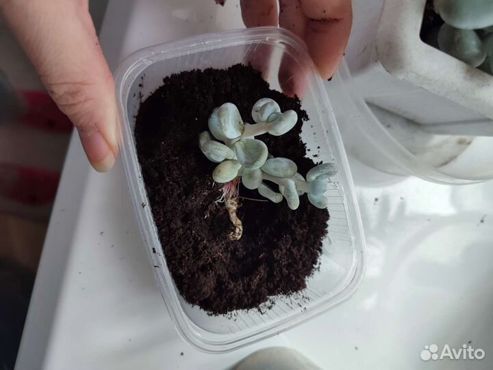 Пахифитум Яйценосный