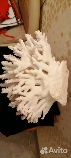 Коралл морской белый