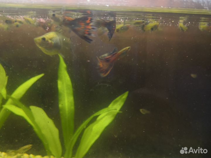 Аквариумные рыбки