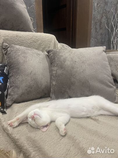 Отдам кошечку в добрые руки