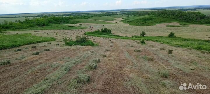 Сено люцерны в тюках, Луговое