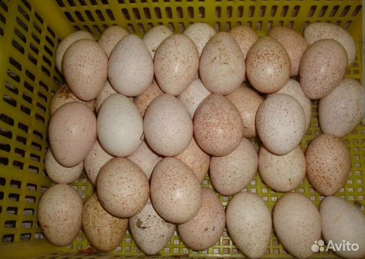 Индюшиное яйцо