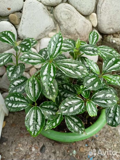 Спатифиллум,Оксалис,Пилея Кадье, Адиантум,Бегонии