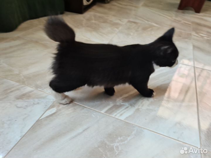 Курильский бобтейл котята