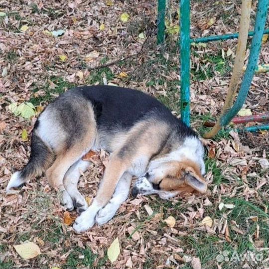 Собака ищет дом