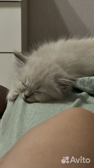 Невская маскарадная (котик)