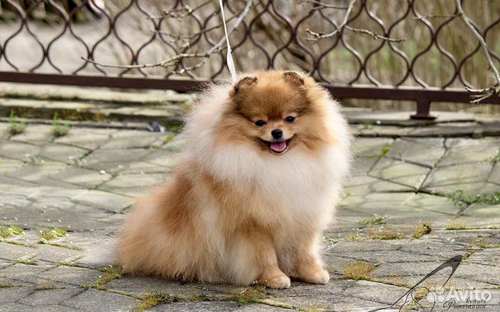 Померанский шпиц вязка