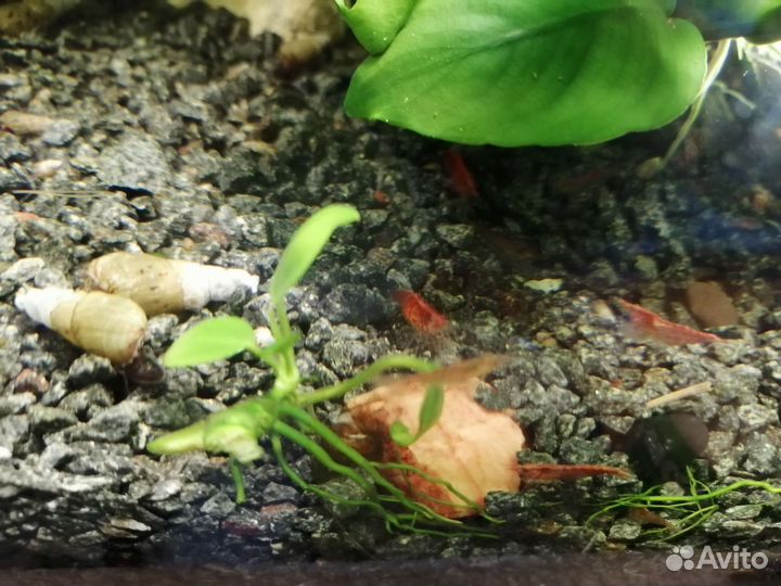 Улитки, мелании, креветки