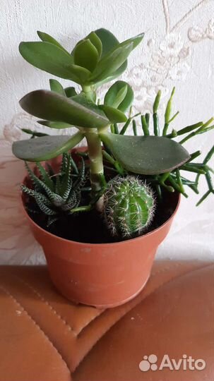 Суккуленты