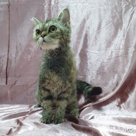 Экзотическая кошка отдается добрым людям