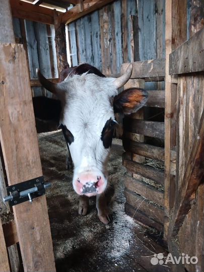 Коровы и телки