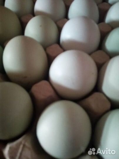 Домашнее куриное яйцо и чеснок 10