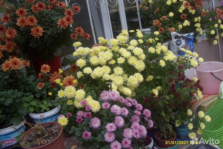 Мини Хризантемы-мультифлора