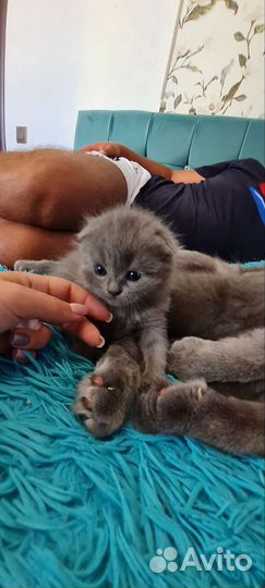 Британские котята