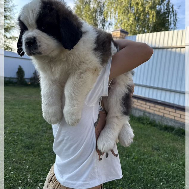 Сенбернар, щенок