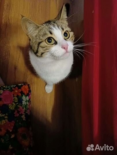 Котята в добрые руки бесплатно