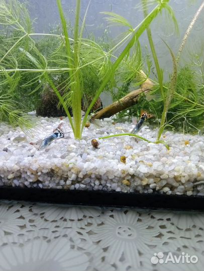 Рыбки гуппи