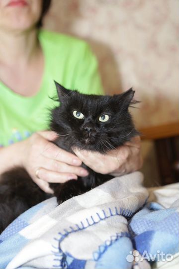 Чёрная Принцесса