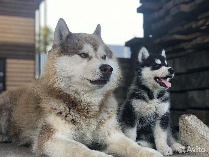 Щенки хаски