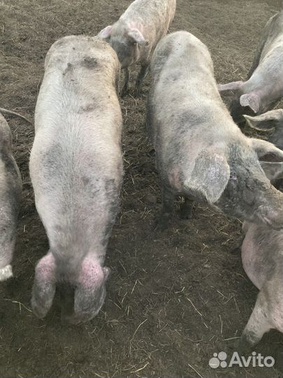 Мясо свинина