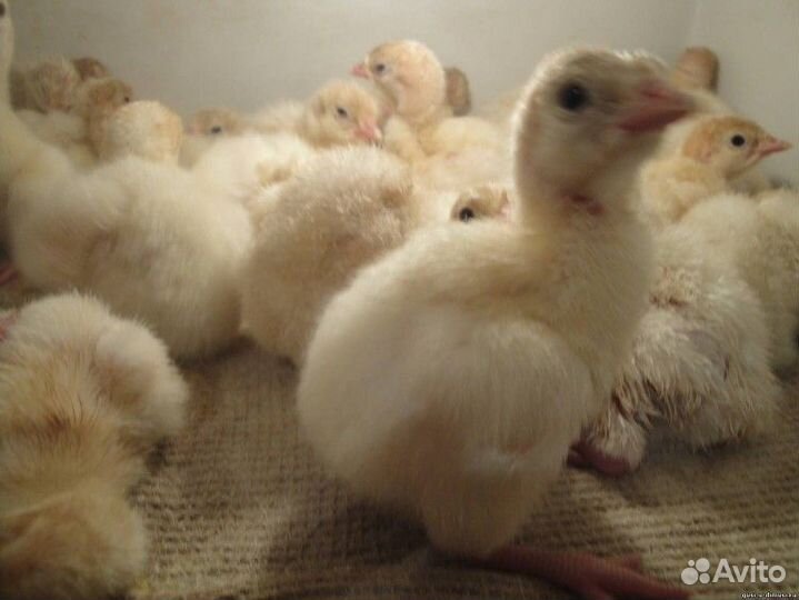 Индюшата подрощенные