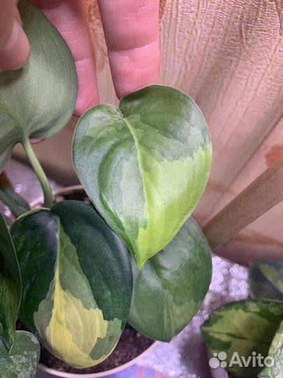 Сциндапсус, филодендрон