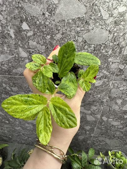 Комнатные растения часть 2