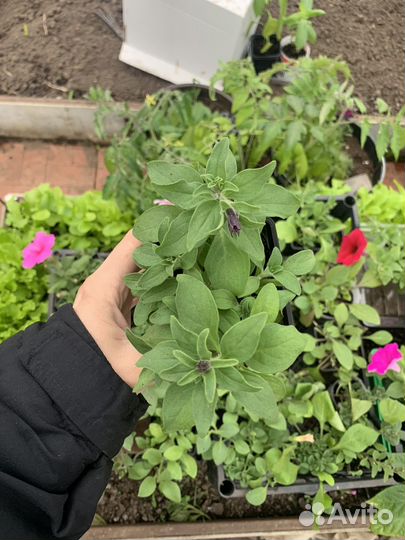 Рассада ампельной петунии